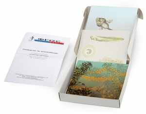 Модель-аппликация "Развитие лягушки" (набор из 10 карт) - fgospostavki.ru - Махачкала