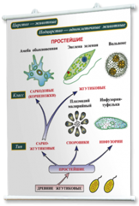 Плакаты по биологии для оформления кабинета. - fgospostavki.ru - Махачкала