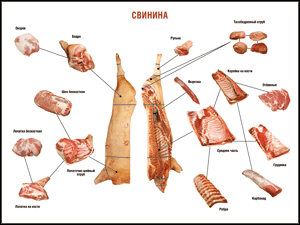 Таблица "Правила разделки мясных туш. Свинина" (100х140 сантиметров. винил) - fgospostavki.ru - Махачкала