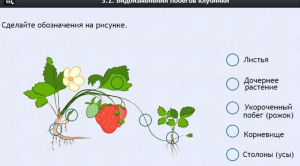 Интерактивные курсы. Биология 7 класс. Расширенный. - fgospostavki.ru - Махачкала