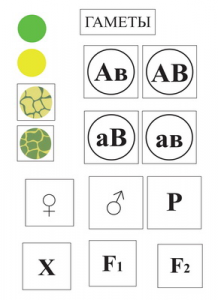Модель-аппликация Дигибридное скрещивание и его цитологические основы - fgospostavki.ru - Махачкала