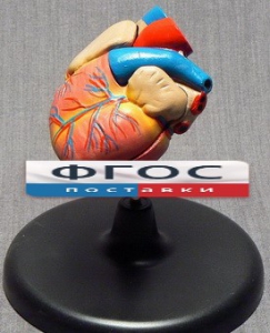 Модель "Сердце" (лабораторная) - fgospostavki.ru - Махачкала