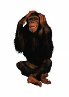 Комплект карточек "Запоминай, играй, считай" - Дикие животные - fgospostavki.ru - Махачкала