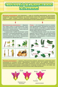 Стенд "Способы размножения растений" - fgospostavki.ru - Махачкала