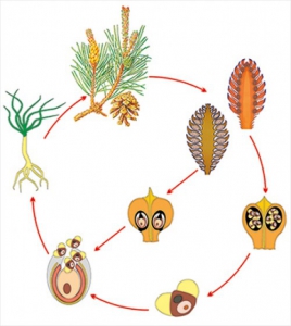 Модель-аппликация Размножение сосны - fgospostavki.ru - Махачкала
