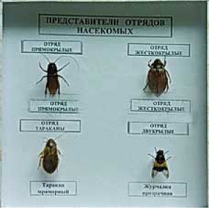 Коллекция энтомологическая "Представители отряда насекомых" - fgospostavki.ru - Махачкала