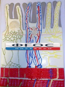 Модель барельефная "Ворсинка кишечная с сосудистым руслом" - fgospostavki.ru - Махачкала