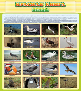 Стенд "Красная книга - птицы" - fgospostavki.ru - Махачкала