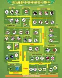 Стенд "Многообразие органического мира" - fgospostavki.ru - Махачкала