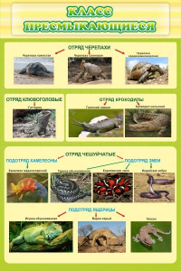 Стенд "Класс пресмыкающиеся" - fgospostavki.ru - Махачкала