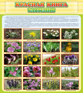 Стенд "Красная книга - растения" - fgospostavki.ru - Махачкала