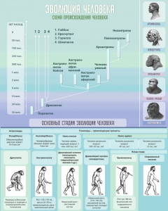 Стенд "Эволюция человека" Вариант 1 - fgospostavki.ru - Махачкала