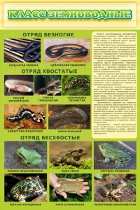 Стенд "Класс земноводные" - fgospostavki.ru - Махачкала