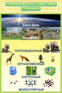 Стенд "Уровни организации живого" - fgospostavki.ru - Махачкала