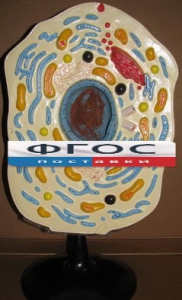 Модель "Клетка животного" - fgospostavki.ru - Махачкала