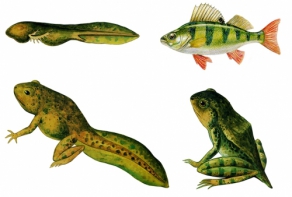 Модель-аппликация Цикл развития костной рыбы и лягушки - fgospostavki.ru - Махачкала