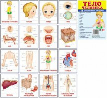 Раздаточные карточки "Тело человека" - fgospostavki.ru - Махачкала