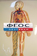 Модель барельефная "Кровеносная система человека" - fgospostavki.ru - Махачкала