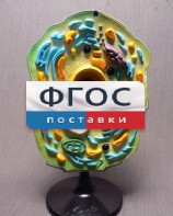 Модель "Клетка растения" - fgospostavki.ru - Махачкала