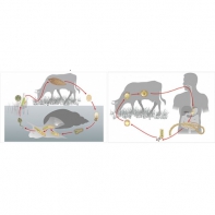 Модель-аппликация Цикл развития бычьего цепня и печеночного сосальщика - fgospostavki.ru - Махачкала