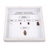 Коллекция "Развитие насекомых с неполным превращением" - fgospostavki.ru - Махачкала