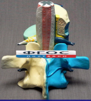 Модель "Части позвоночника человека" - fgospostavki.ru - Махачкала