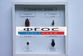 Коллекция "Семейство жуков" - fgospostavki.ru - Махачкала