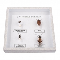 Коллекция энтомологическая "Насекомые вредители" - fgospostavki.ru - Махачкала