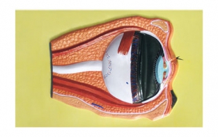 Модель барельефная "Строение глаза" - fgospostavki.ru - Махачкала