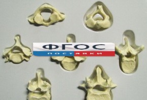 Модель "Позвонки" (из 7 штук) - fgospostavki.ru - Махачкала