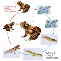Модель-аппликация Цикл развития лягушки - fgospostavki.ru - Махачкала