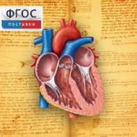 Анатомия (Цифровой атлас школьника) - fgospostavki.ru - Махачкала