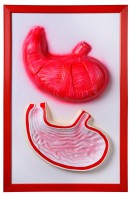 Барельефная модель "Желудок" - fgospostavki.ru - Махачкала