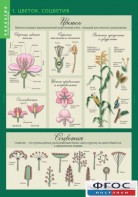 Комплект таблиц. Биология 6 класс. Растения, грибы, лишайники - fgospostavki.ru - Махачкала