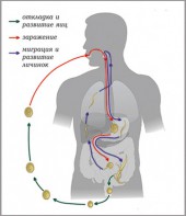 Модель-аппликация Цикл развития аскариды - fgospostavki.ru - Махачкала