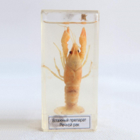 Влажный препарат "Рак речной" - fgospostavki.ru - Махачкала