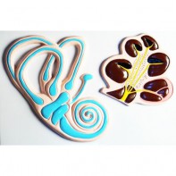 Модель барельефная "Ухо человека". Вариант 2 - fgospostavki.ru - Махачкала