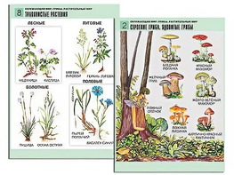 Комплект таблиц "Окружающий мир. Грибы. Растительный мир" (12 таблиц, А1, ламинированные) - fgospostavki.ru - Махачкала