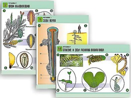 Комплект таблиц по биологии демонстрационных "Ботаника 1" (12 таблиц, формат А1, ламинированные) - fgospostavki.ru - Махачкала
