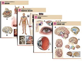 Комплект таблиц по биологии демонстрационных "Человек и его здоровье 2" (10 таблиц, формат А1, ламинированные) - fgospostavki.ru - Махачкала