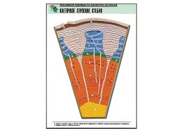 Рельефная таблица "Клеточное строение стебля" (формат А1, матовое ламинирование) - fgospostavki.ru - Махачкала