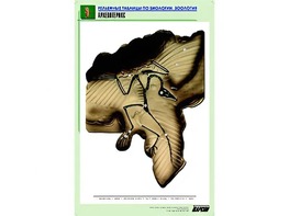 Рельефная таблица "Археоптерикс" (формат А1, матовое ламинирование) - fgospostavki.ru - Махачкала