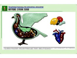Рельефная таблица "Внутреннее строение голубя" (формат А1, матовое ламинирование) - fgospostavki.ru - Махачкала