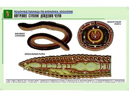 Рельефная таблица "Внутреннее строение дождевого червя" (формат А1, матовое ламинирование) - fgospostavki.ru - Махачкала