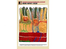 Рельефная таблица "Ворсинка кишечная с сосудом" (формат А1, матовое ламинирование) - fgospostavki.ru - Махачкала