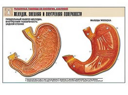 Рельефная таблица "Желудок. Внешняя и внутренняя поверхности" (формат А1, матовое ламинирование) - fgospostavki.ru - Махачкала
