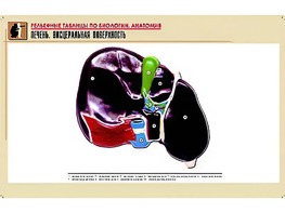 Рельефная таблица "Печень. Висцеральная поверхность" (формат А1, матовое ламинирование) - fgospostavki.ru - Махачкала