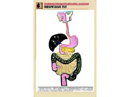 Рельефная таблица "Пищеварительный тракт" (формат А1, матовое ламинирование) - fgospostavki.ru - Махачкала