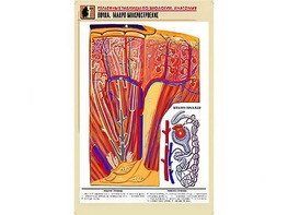 Рельефная таблица "Почка. Макро-микростроение" (формат А1, матовое ламинирование) - fgospostavki.ru - Махачкала