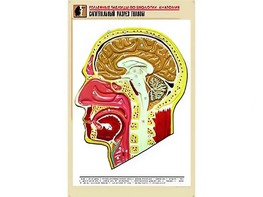 Рельефная таблица "Сагиттальный разрез головы" (формат А1, матовое ламинирование) - fgospostavki.ru - Махачкала